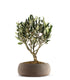 Olivo Bonsai
