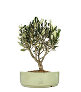 Olivo Bonsai