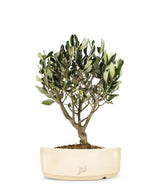 Olivo Bonsai
