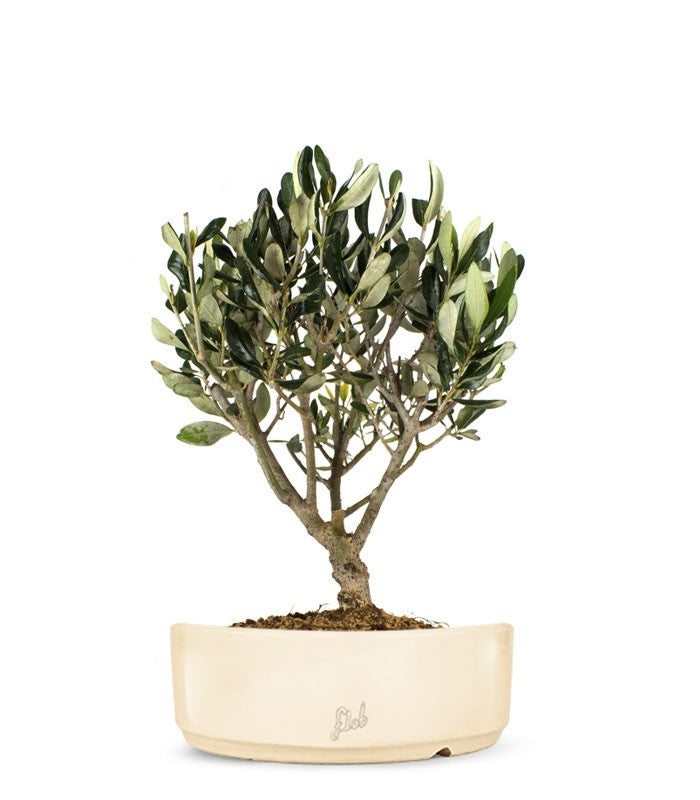 Olivo Bonsai