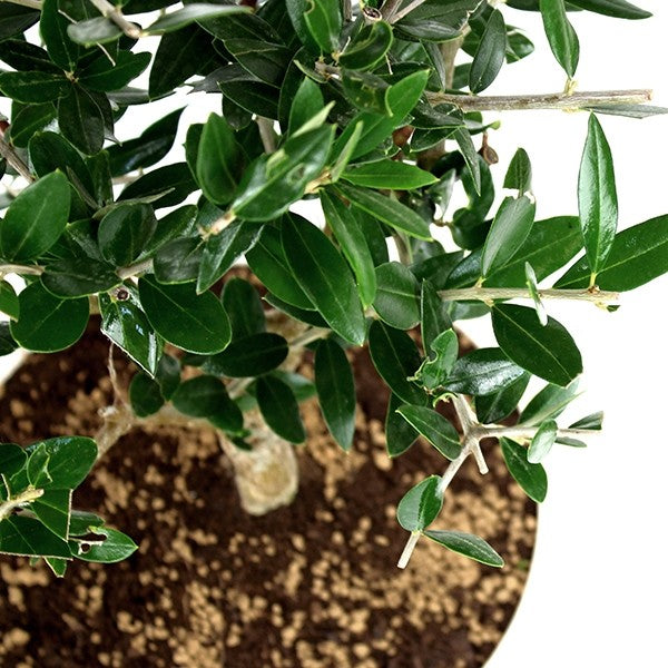 Olivo Bonsai