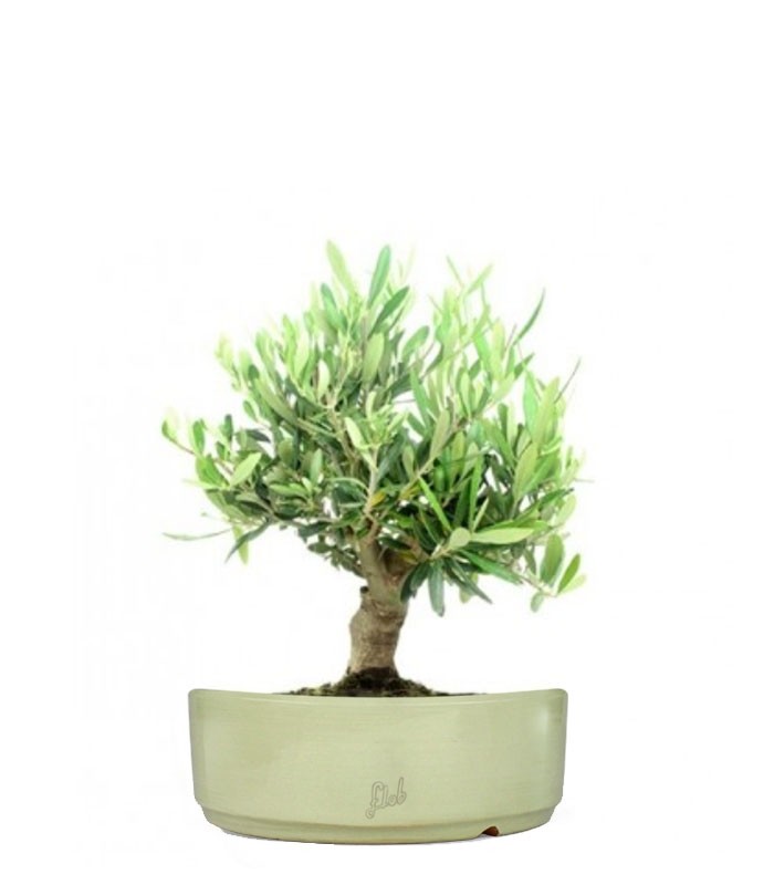 Olivo Italiano