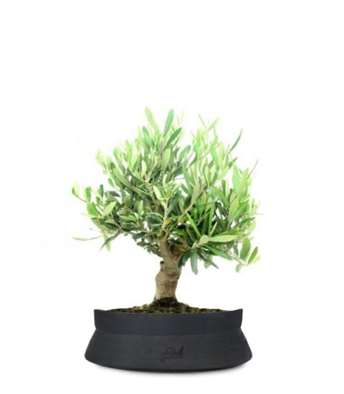 Olivo Italiano