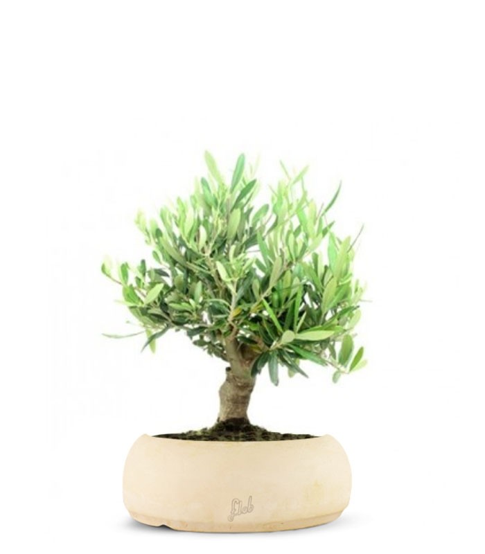 Olivo Italiano