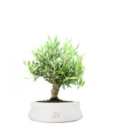 Olivo Italiano