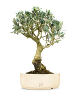 Olivo XL