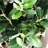 Olivo XL