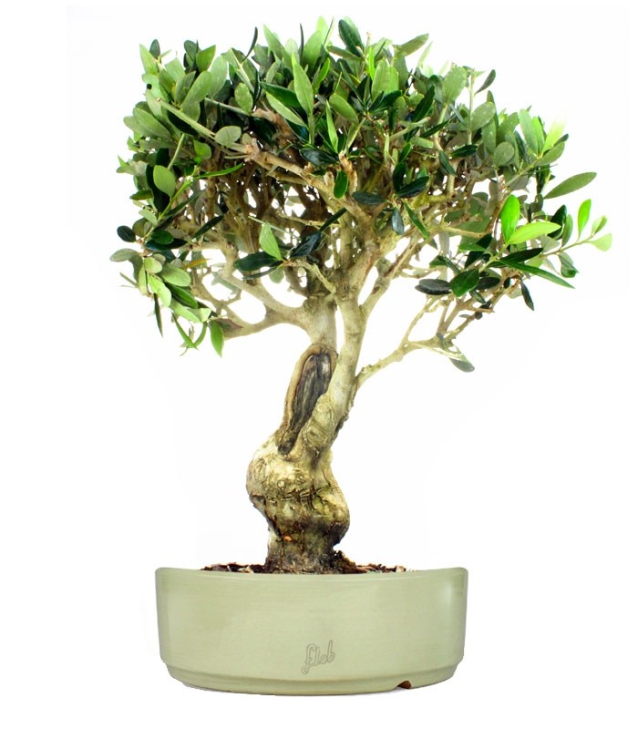 Olivo XXL