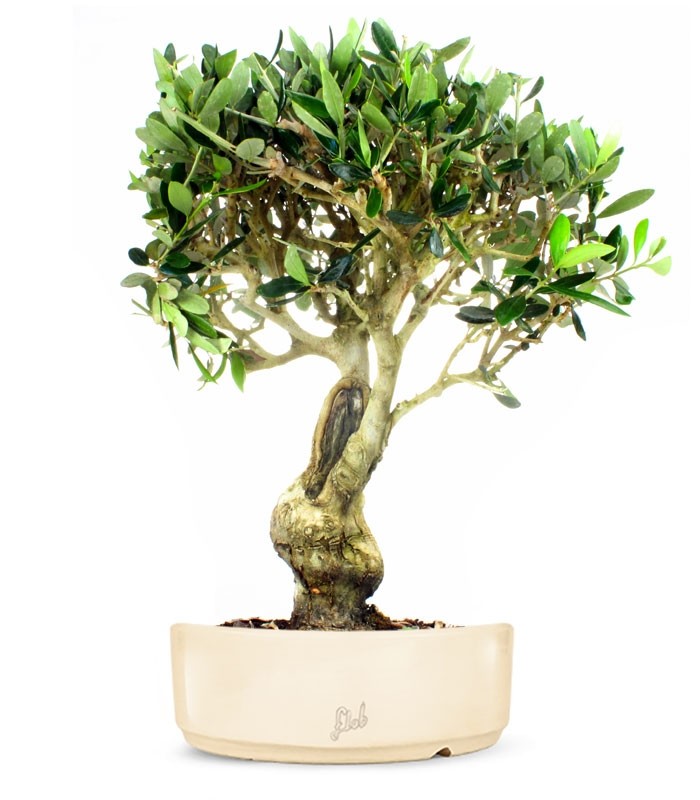 Olivo XXL