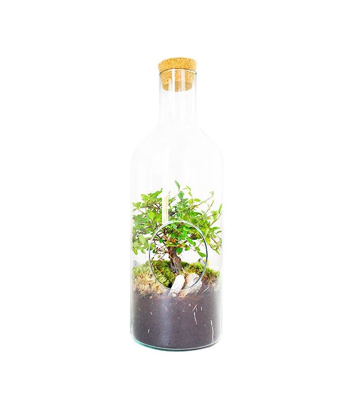 Olmo bonsai in terrarium