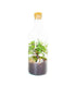 Olmo bonsai in terrarium
