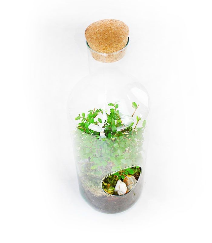 Olmo bonsai in terrarium