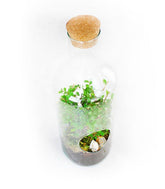 Olmo bonsai in terrarium