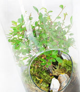 Olmo bonsai in terrarium