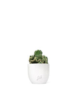 Opuntia cilindrica crestata