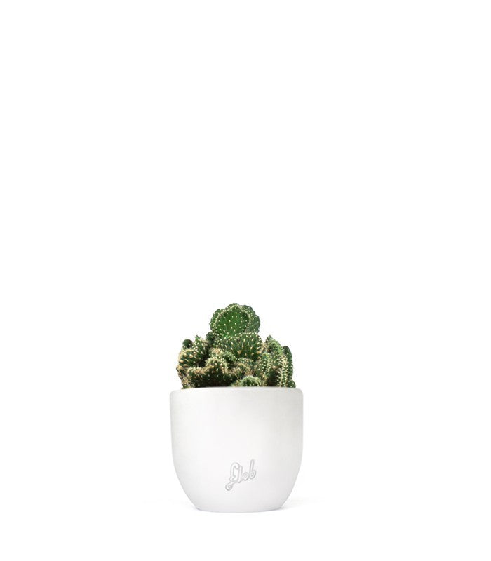 Opuntia cilindrica crestata