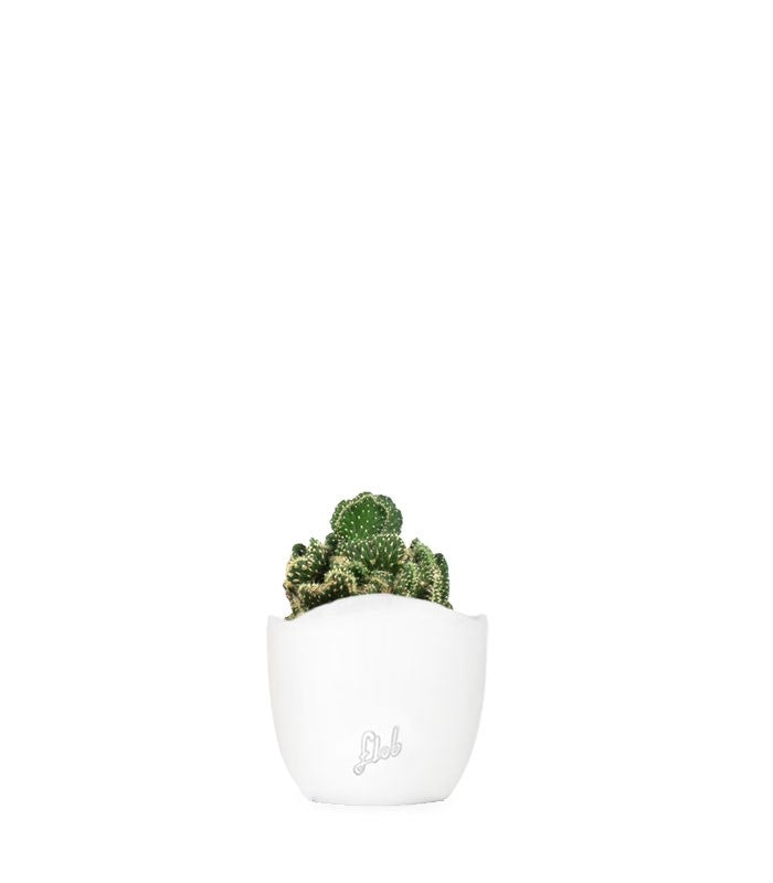 Opuntia cilindrica crestata