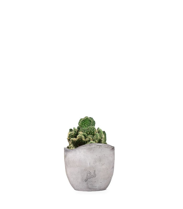 Opuntia cilindrica crestata