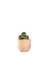 Opuntia cilindrica crestata