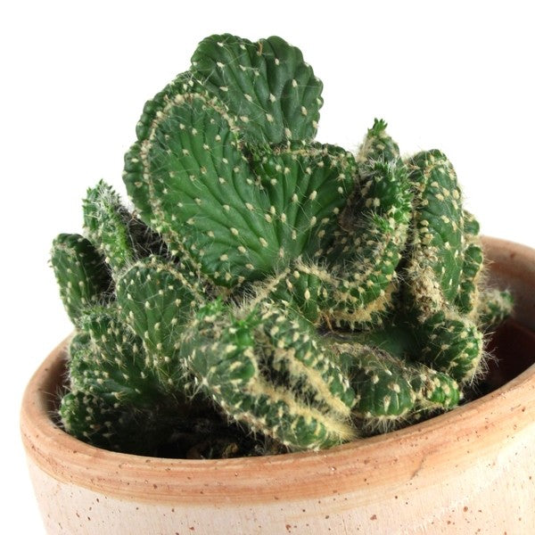 Opuntia cilindrica crestata