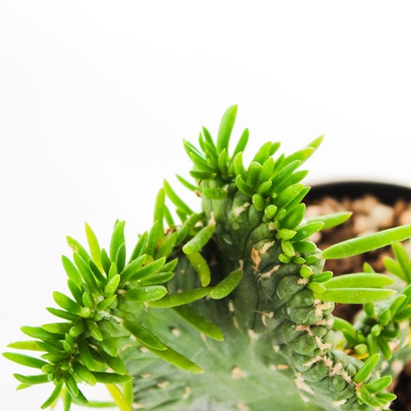 Opuntia subulata crestata