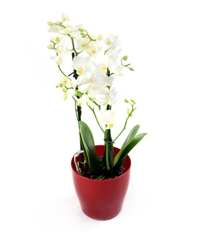 Orchidea Bianca vaso rosso