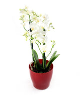 Orchidea Bianca vaso rosso