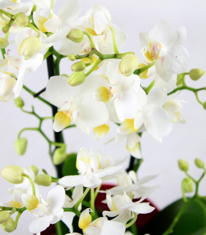 Orchidea Bianca vaso rosso