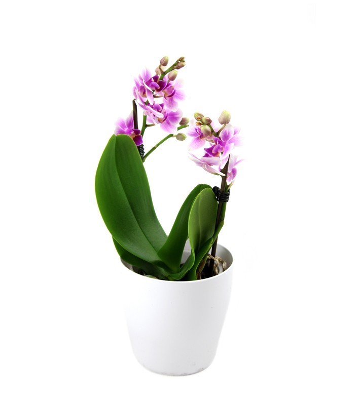 Orchidea rosa