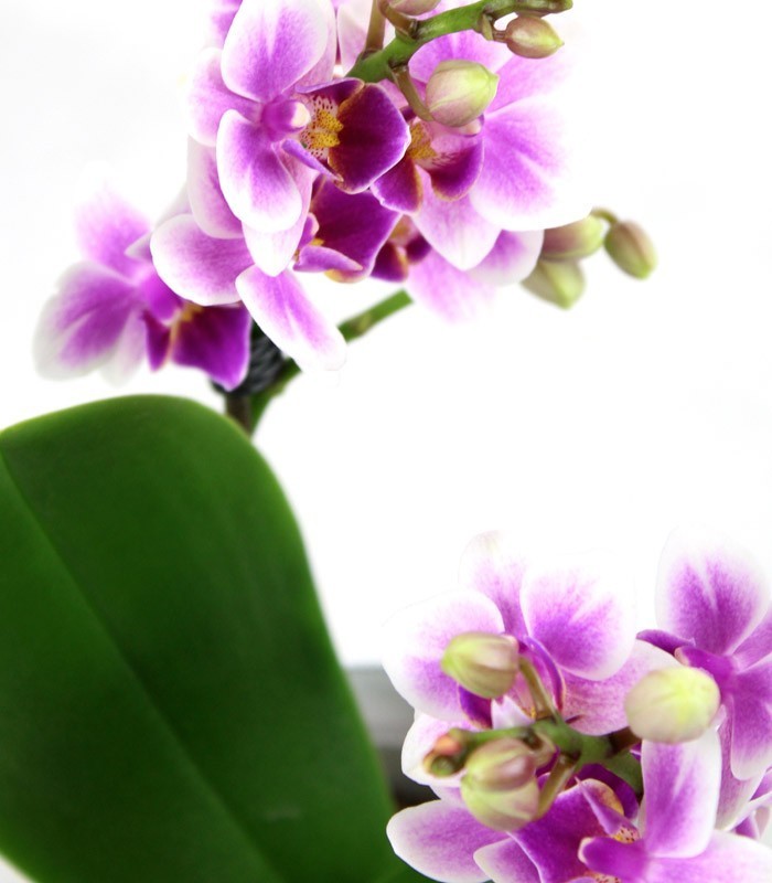 Orchidea rosa