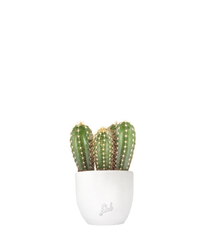 Pachycereus