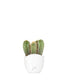 Pachycereus