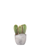 Pachycereus