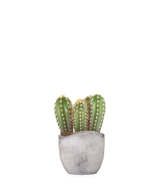 Pachycereus