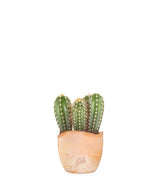 Pachycereus