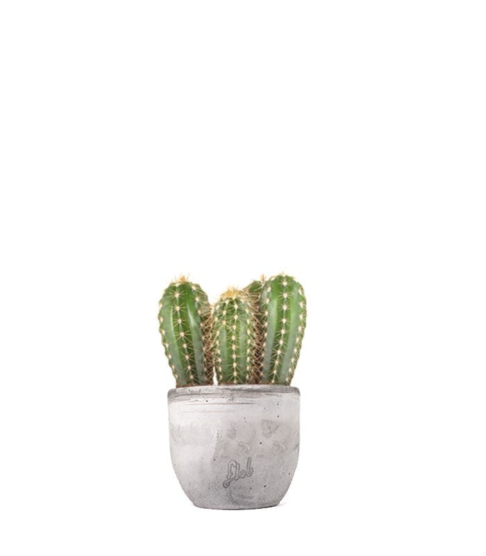Pachycereus