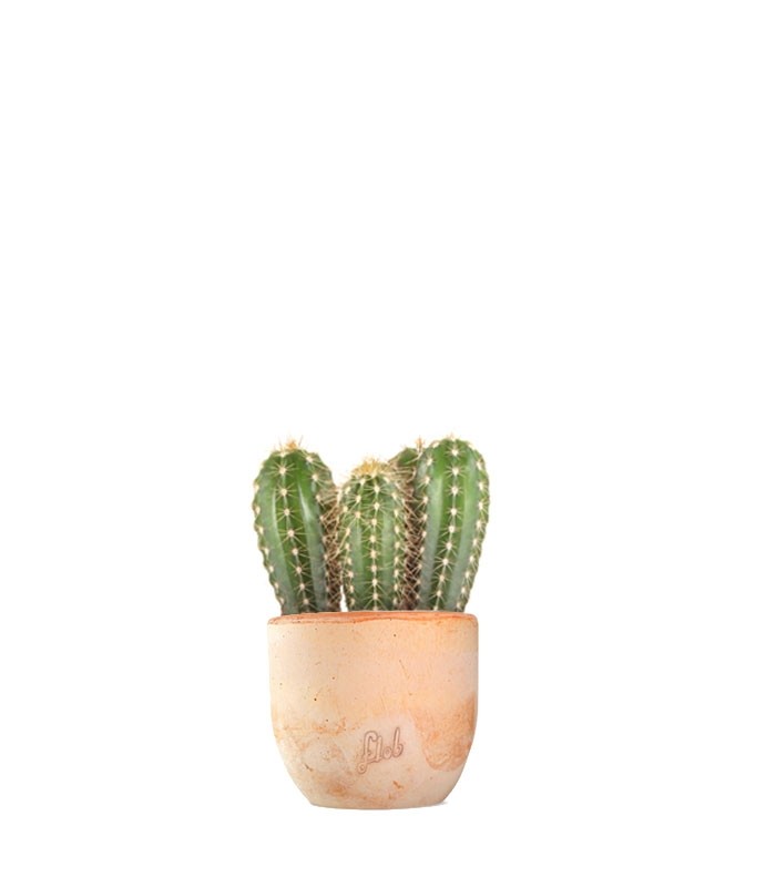 Pachycereus