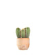 Pachycereus