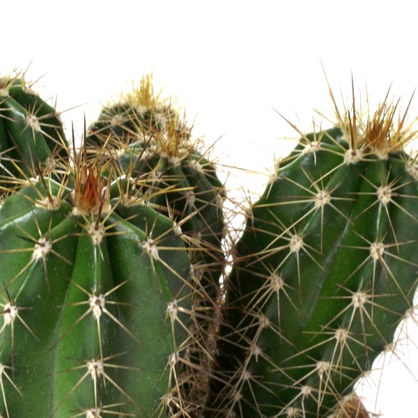 Pachycereus
