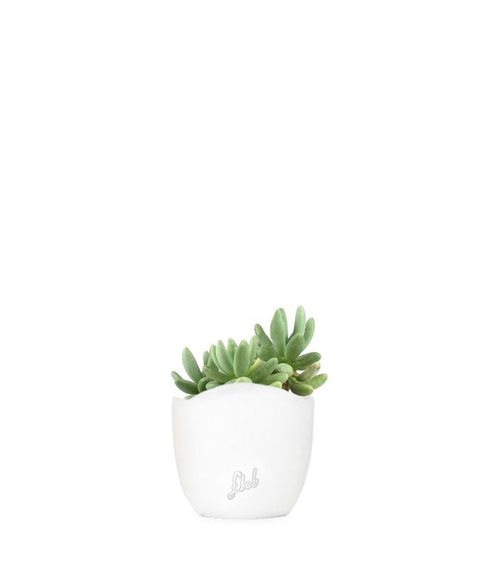 Pachyphytum fittkauii