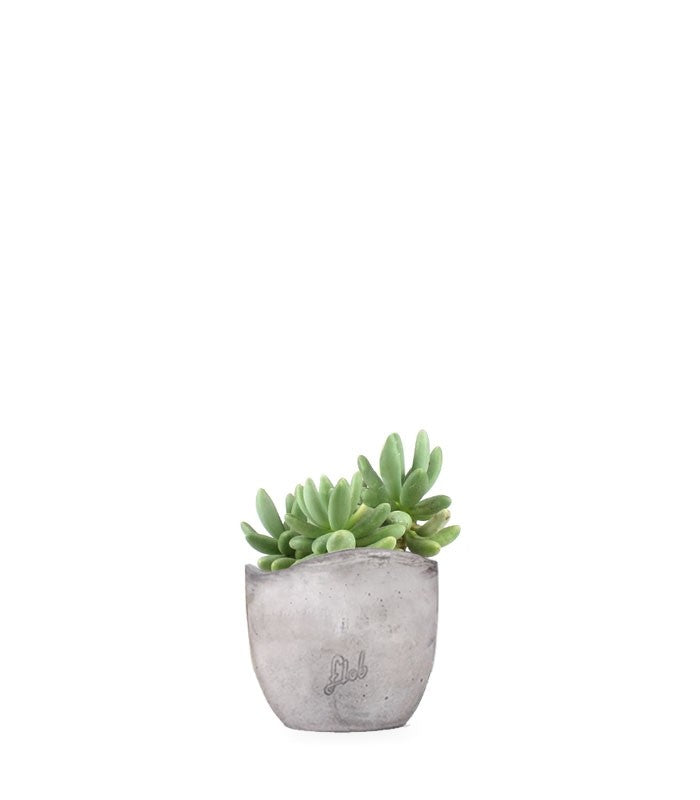 Pachyphytum fittkauii