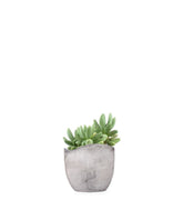 Pachyphytum fittkauii