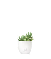 Pachyphytum fittkauii