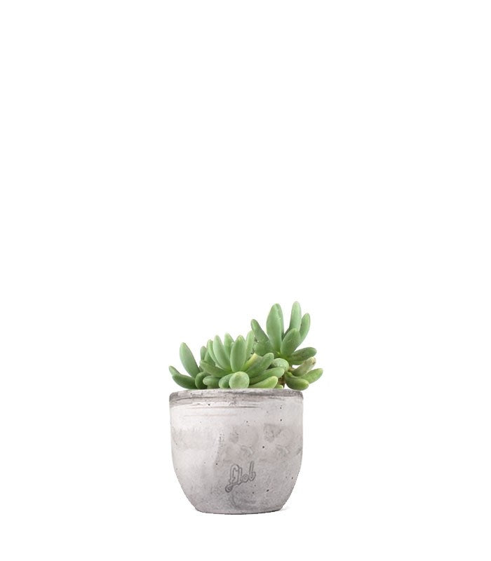Pachyphytum fittkauii