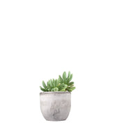 Pachyphytum fittkauii