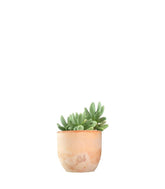 Pachyphytum fittkauii