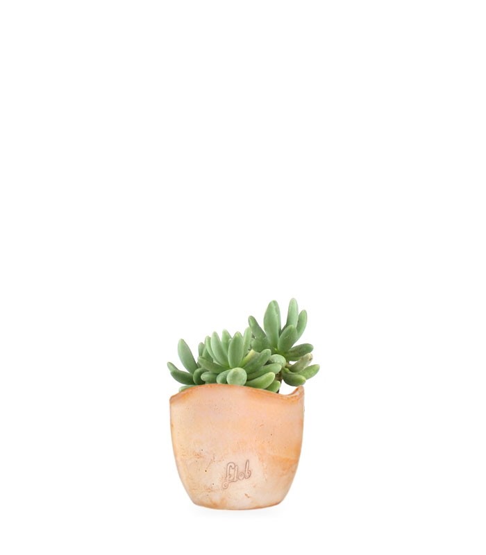 Pachyphytum fittkauii