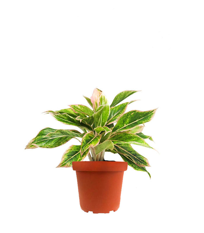 Aglaonema "Sparkling Sarah"
