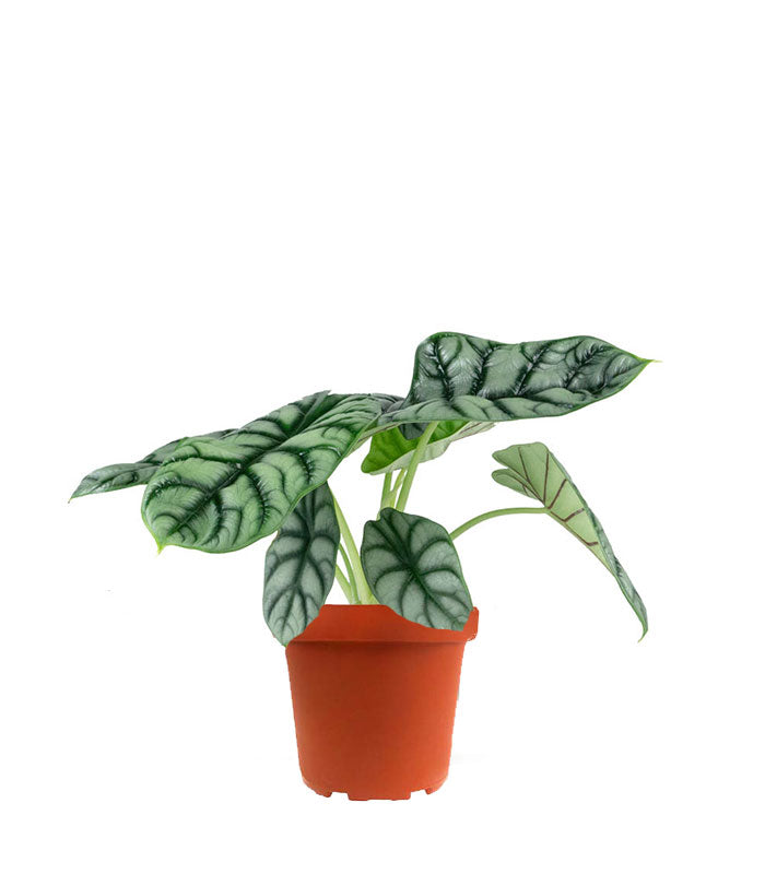 Alocasia Dragon Scale | Baginda