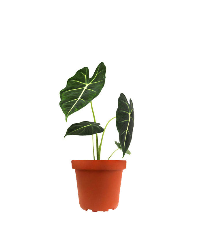 Alocasia Frydeck Green Velvet